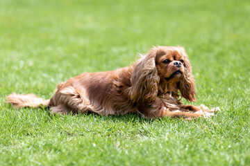 Cavalier spaniel lying on the grass