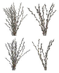 Obraz premium Set with beautiful pussy willow branches on white background