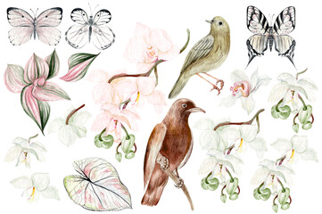 Watercolor set with orchids flowers, buds and tropical leaves, birds and butterflies.