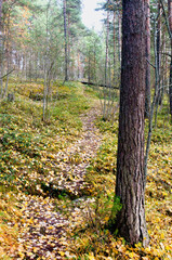 beautiful autumn landscape with a forest path