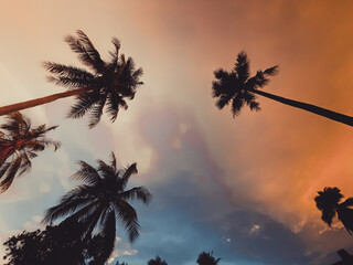 Obraz na płótnie Canvas Palm trees at sunset in Koh Yo Yai, island between Krabi and Phuket in Thailand