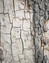 Sycamore trunk texture