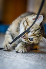 portrait of a striped light brown one month old kitten and blue eyes playing with an electrical cable, shallow depth focus	