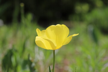 春の公園に咲く黄色いチューリップの花