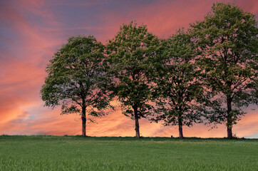 Fototapeta premium Vier Laubbäume vor dramatischem rosa Himmel