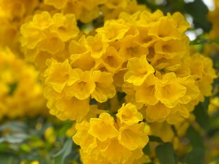 yellow flowers, natural summer background, blurred image, selective focus Surrounded by leaves sunlight 
