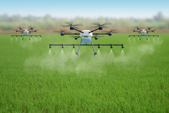 Three Agricultural drones flying and spraying on a green rice farm