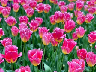 Pink tulips bloom in a flower bed