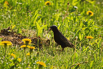 Thrush fieldfare in a Moscow park.