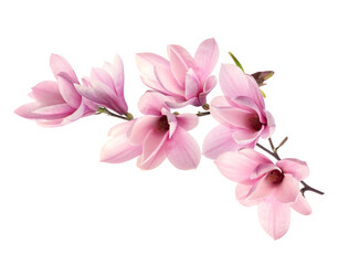 Beautiful pink magnolia flowers on white background - obrazy, fototapety, plakaty