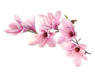 Gordijnen Beautiful pink magnolia flowers on white background © New Africa
