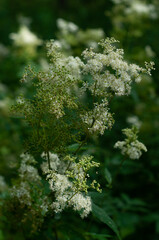 beautiful green natural background with white flowers
