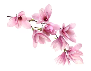 Gordijnen Beautiful pink magnolia flowers on white background © New Africa