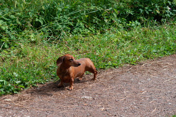cute dachshund on the footpath in the park