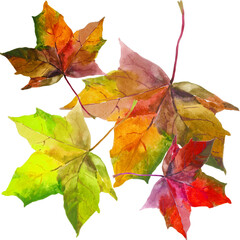Autumn maple leaves on white background botanical illustration for all prints. Hand painted.