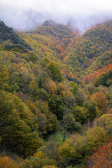 Devesa da Rogueira is an extensive deciduous forest