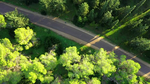 Aerial Top Shot Of Person Running By Side Of Road In Forest, Drone Flying Downwards Over Tress - Ben Shemen, Israel