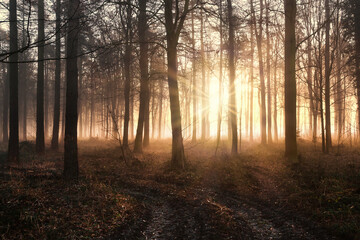 Fototapeta na wymiar Winter forest with dawn light and mist