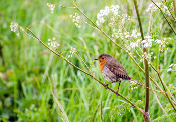Robin (Erithacus rubecula).