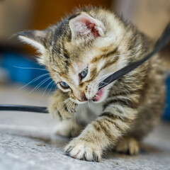 portrait of a striped light brown one month old kitten and blue eyes biting an electrical cable, shallow depth focus