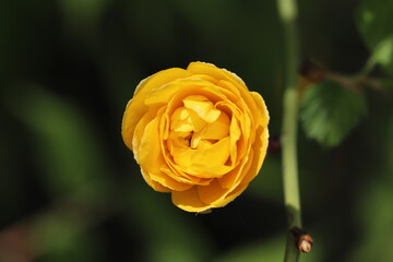 春の庭に咲くオレンジ色のバラの花