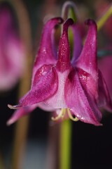 Pink columbine flower in morning dew macro.