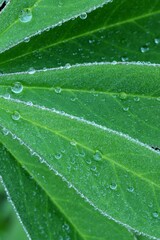 Large, green leaf of lupine (Lupinus polyphyllus) covered with drops of dew, closeup, macro, leaf background.