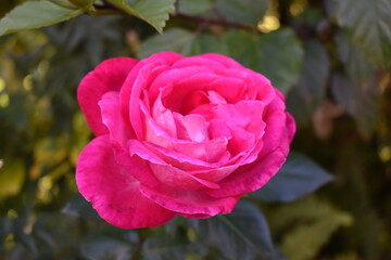 pink rose flower