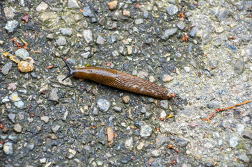 Spanish Slug