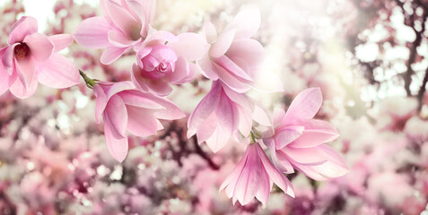 Beautiful pink magnolia flowers outdoors, banner design. Amazing spring blossom