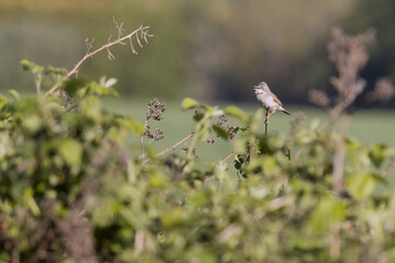 Common Whitethroat (Sylvia communis) perched on a bramble singing in the spring sunshine