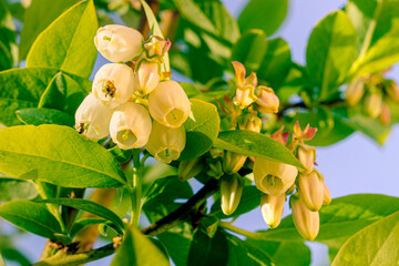Blueberry blossom on the branch with natural backlight close up. Blueberry blooming bush.