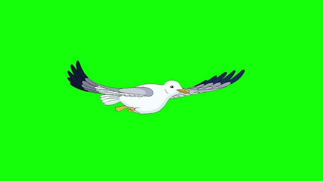 Seagull flies 4K chroma key