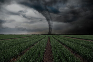 Dangerous whirlwind at agricultural field. Weather phenomenon