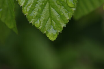 Fototapeta na wymiar A drop of liquid flows down a green leaf