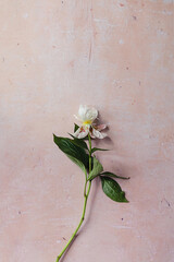 A white wilted peony flower with green leaves on a pink aged concrete background flat lay. Minimal concept.  Life time cycle. © Nastassia Kudzina