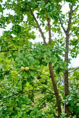 Follaje de quejigo, Quercus faginea. Foto tomada en la provincia de Málaga, España.