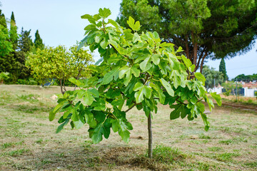 The fig tree. small tree that will soon bear fruit in a garden for own consumption (Ficus carica) - obrazy, fototapety, plakaty