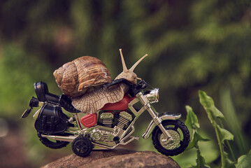 A garden snail on a toy motorcycle on a rock.