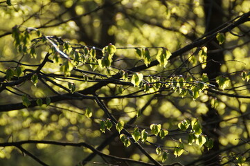 autumn leaves in the sun