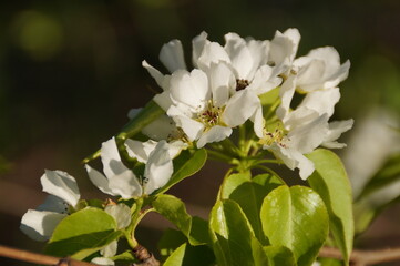 Obraz premium white flowers