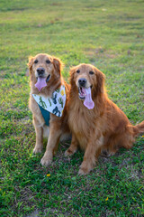 Two golden retrievers sitting together on the grass
