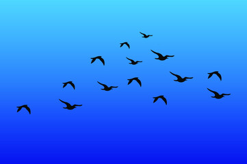 Birds in blue sky, Migration