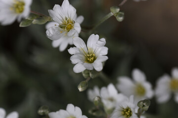 White flowers close up on blurred background