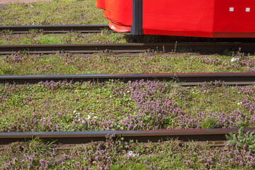 Straßenbahn, Straßenbahnschienen, Rasenfläche, Deutschland, Europa