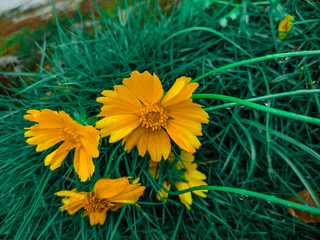 yellow flowers in the garden