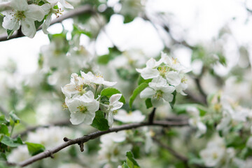 Blooming branches of apple tree close up in the garden