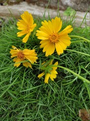 yellow dandelions on grass