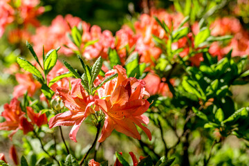 Orange Alstroemeria flowers in sunlight. Floral wallpaper