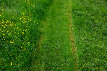 path mowed by a mower on a narrow sidewalk. low grass surrounded by a meadow with yellow flowers....